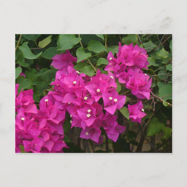Tortola-Blume Postkarte (Vorderseite)