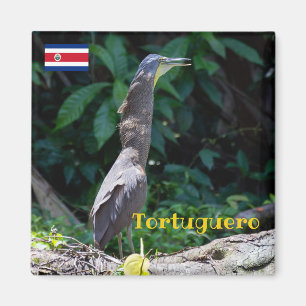 Tortuguero - Bare-Throated Tiger Heron Magnet