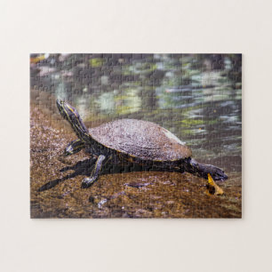 Tortuguero - Gelbbauch-Schmuckschildkröte Puzzle