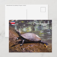 Tortuguero - Gelbbblasser-Schieber Schildkröte