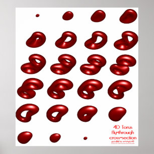 Torus 4d Fliege-durch Querschnitt Poster