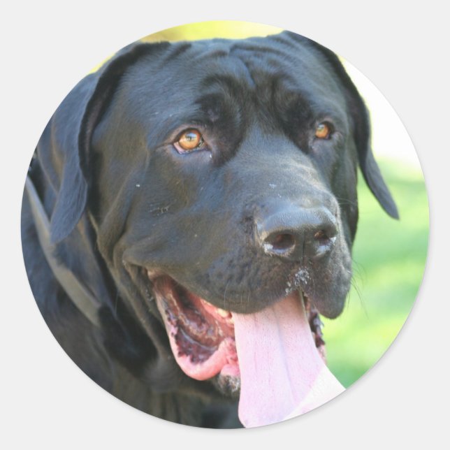 Tosa Inu Dog Runder Aufkleber (Vorderseite)