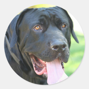 Tosa Inu Hund Runder Aufkleber
