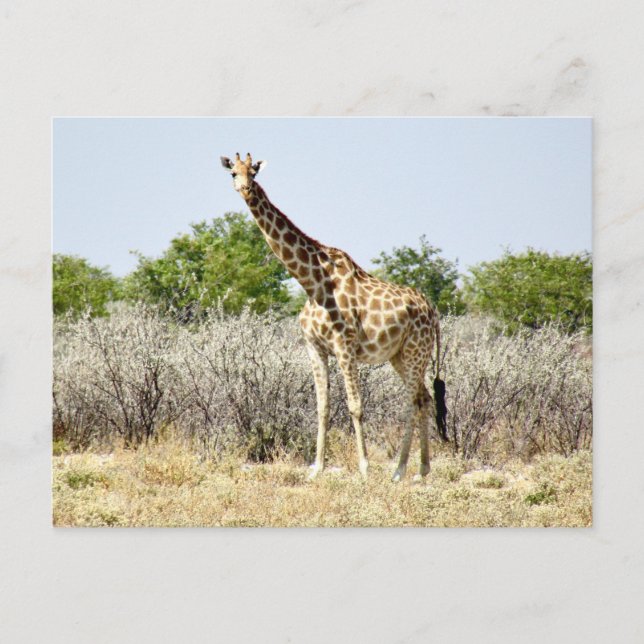 Tosha-Giraffe Postkarte (Vorderseite)