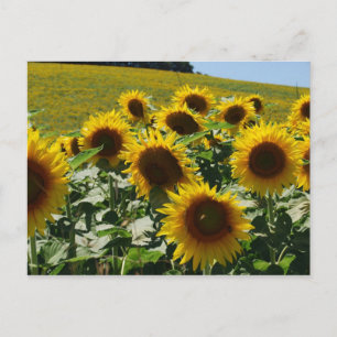 Toskana_Sonnenblumen2 Postkarte