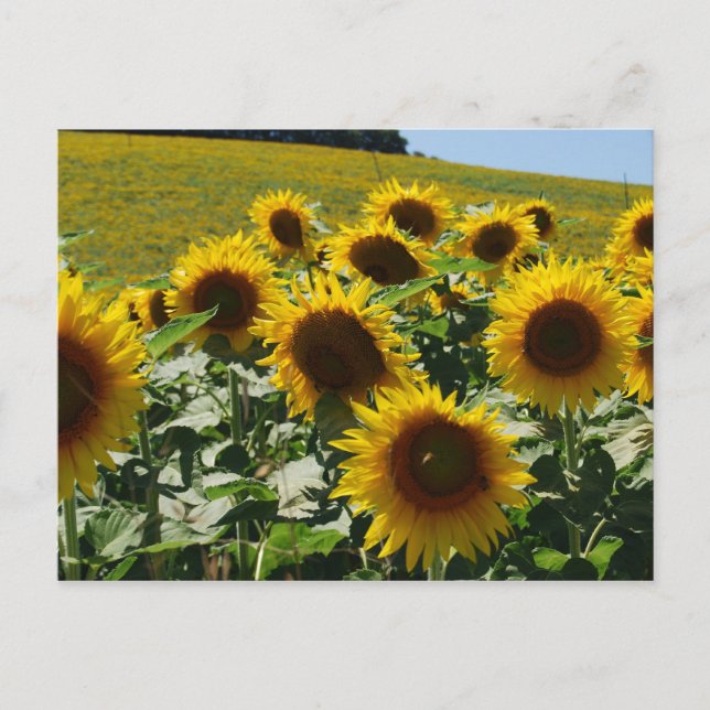 Toskana_Sonnenblumen2 Postkarte (Vorderseite)