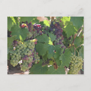 Toskana-Weingut Postkarte