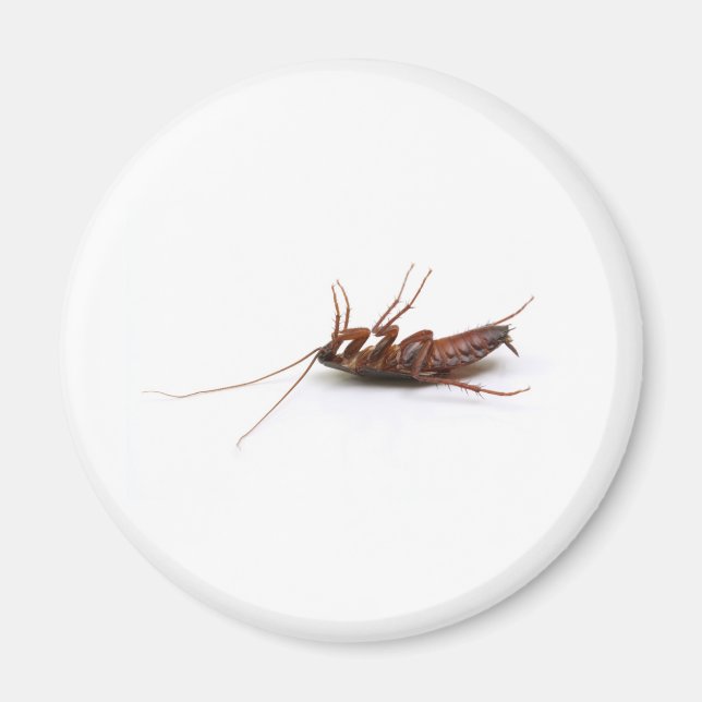 Tote Kakerlake Magnet (Vorne)