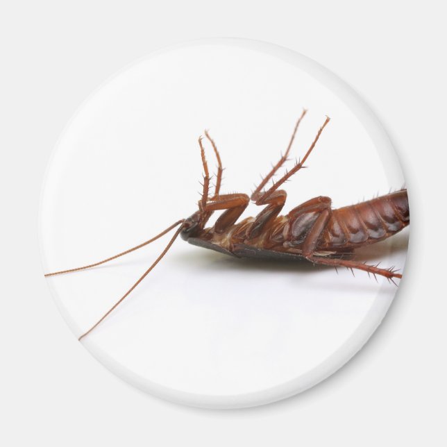 Tote Kakerlake Magnet (Vorne)