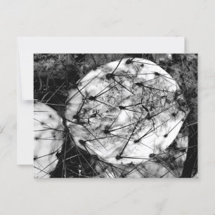 Tote Kaktus Postkarte