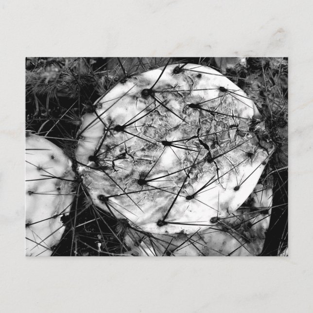 Tote Kaktus Postkarte (Vorderseite)