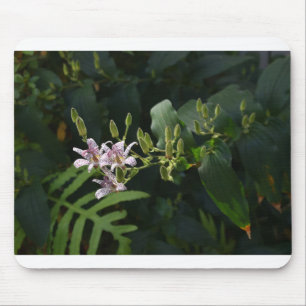 Tote Lily im Scheinwerferlicht. Mousepad