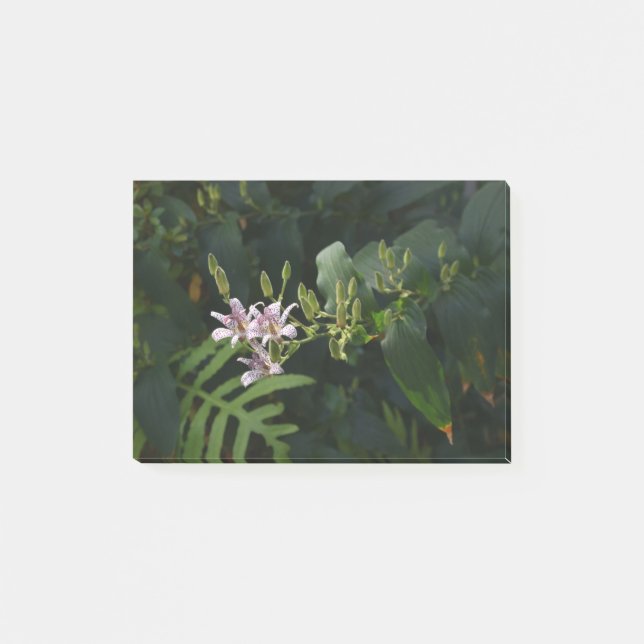 Tote Lily im Scheinwerferlicht. Post-it Klebezettel (Vorderseite)