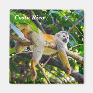 Totenkopfaffe in Manuel Antonio NP - Costa Rica Magnet