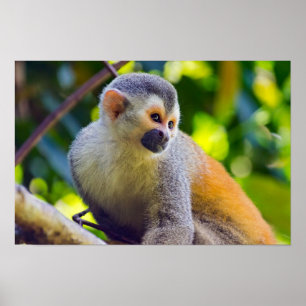 Totenkopfaffe in Manuel Antonio NP - Costa Rica Poster