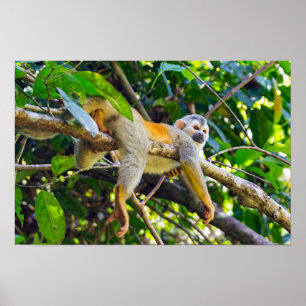 Totenkopfaffe in Manuel Antonio NP - Costa Rica Poster