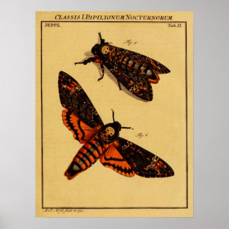 Totenkopfmoth Poster