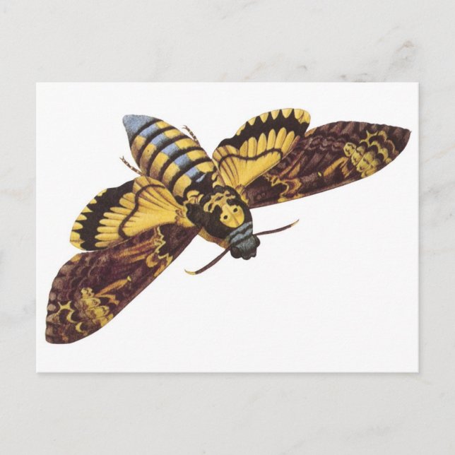Totenkopfmoth Postkarte (Vorderseite)