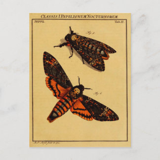 Totenkopfmoth Postkarte