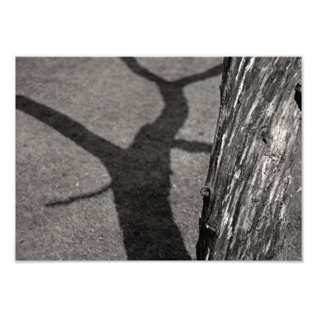 Toter Baum Fotodruck (Vorne)