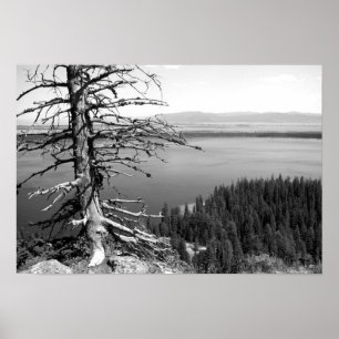 Toter Baum, Jenny Lake, Grand Teton, Wyoming Poster