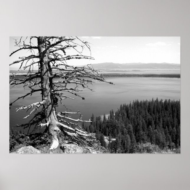 Toter Baum, Jenny Lake, Grand Teton, Wyoming Poster (Vorne)