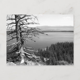 Toter Baum, Jenny Lake, Grand Teton, Wyoming Postkarte