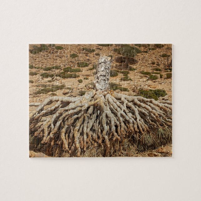Toter Drachenblut-Baum, Socotra, der Jemen Puzzle (Horizontal)