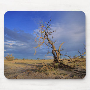 Toter Kamel Thorn (Acacia Erioloba) Baum Mousepad