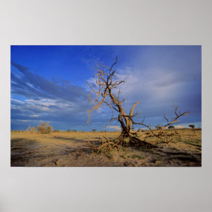 Toter Kameldorn (Acacia Erioloba) Baum Poster