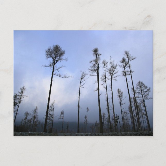 Toter Wald Postkarte (Vorderseite)
