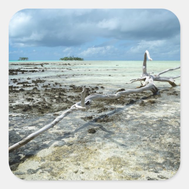 Totes Holz auf dem Pazifischen Aufkleber (Vorderseite)