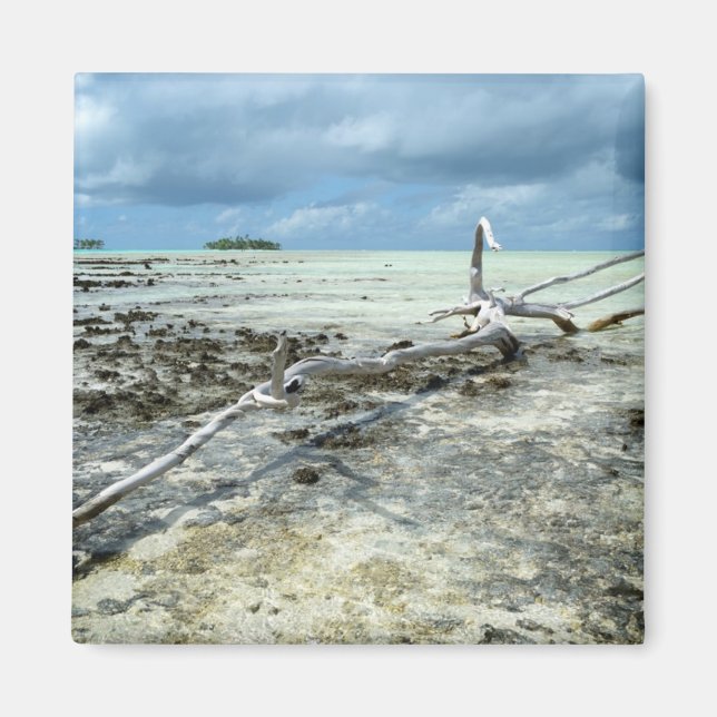 Totes Holz im Pazifik-Magneten Magnet (Vorne)