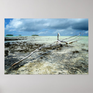 Totes Holz im Pazifik-Poster Poster