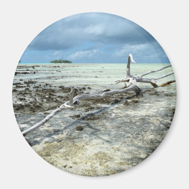 Totes Holz im Pazifikrunden Magneten Magnet (Vorne)