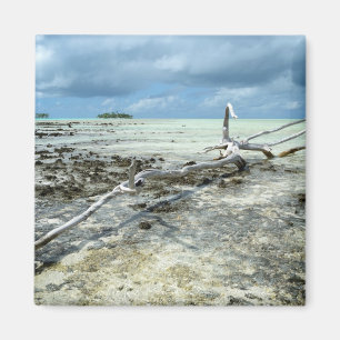 Totes Holz im pazifischen Magneten Magnet