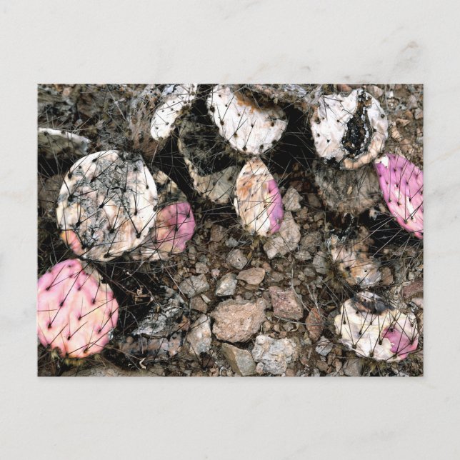 Totes rosa Kaktus Postkarte (Vorderseite)