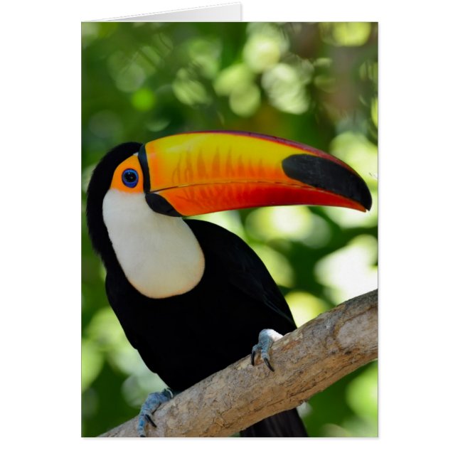 Toucan (Vorne)