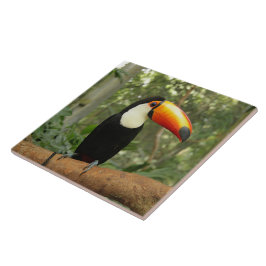 Toucan am Baumzweig Fliese