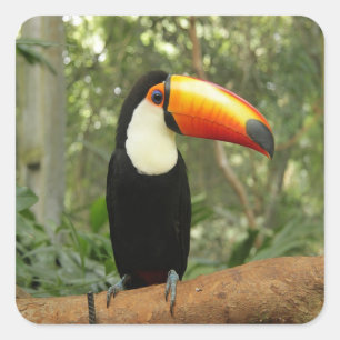 Toucan am Baumzweig Quadratischer Aufkleber