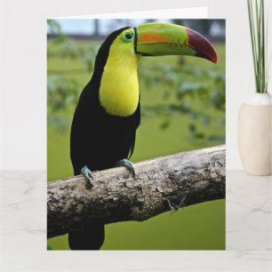 TOUCAN BIRD BIRTHDAY BIG CARD KARTE