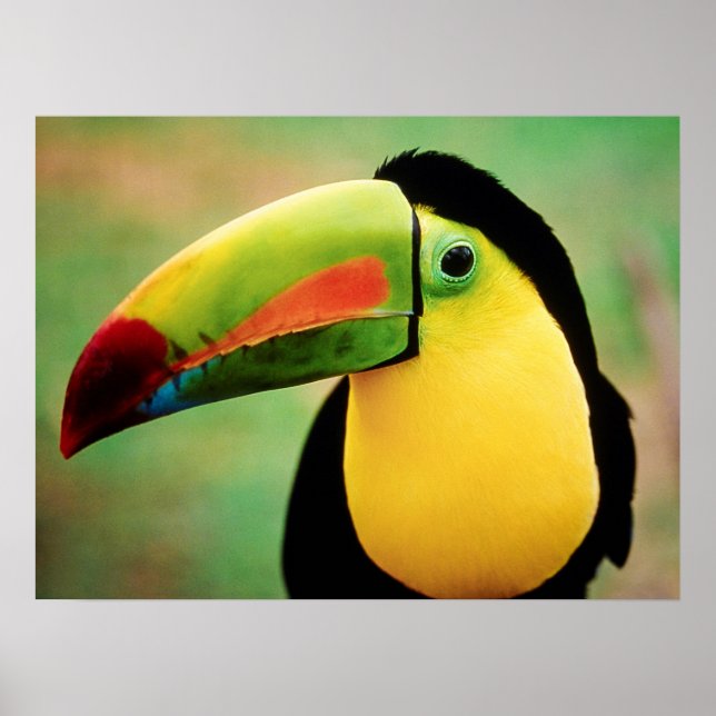 Toucan Bird Wild Nature farbenfrohe Fotografie Poster (Vorne)