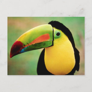 Toucan Bird Wild Nature farbenfrohe Fotografie Postkarte