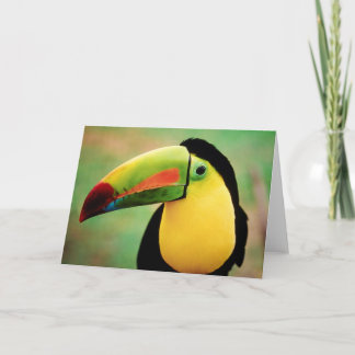 Toucan Bird Wild Nature Farbige Fotografie Karte