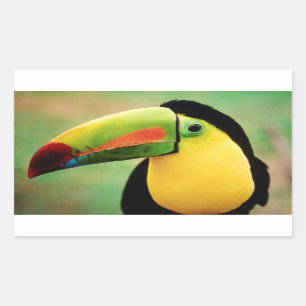 Toucan Bird Wild Nature Farbige Fotografie Rechteckiger Aufkleber