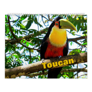 Toucan Birds Calendar Kalender