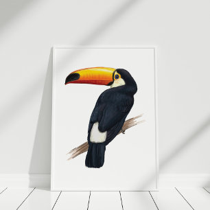 Toucan Exotic Bird Handgezeichnetes Illustrationsp Poster
