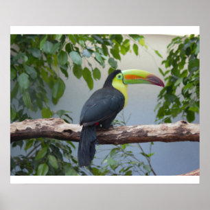 Toucan Foto Poster