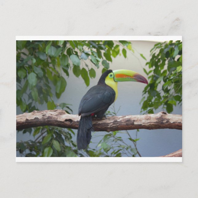 Toucan Foto Postkarte (Vorderseite)