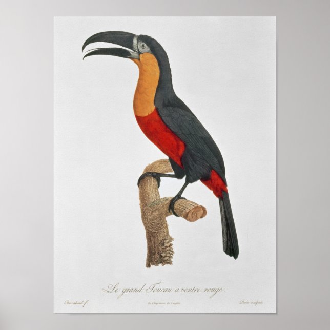 Toucan: Großer Roter Bund von Jacques Barraband Poster (Vorne)